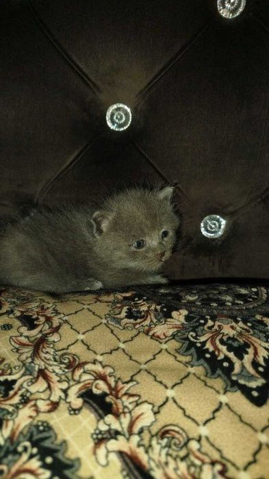 Продаются котята СКОТИШ ФОЛД