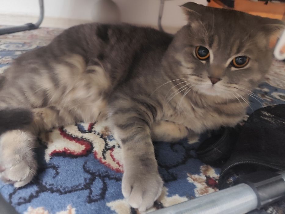 Продам кота веслоухи