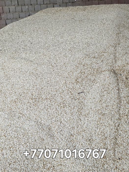 Семена софлора для посева