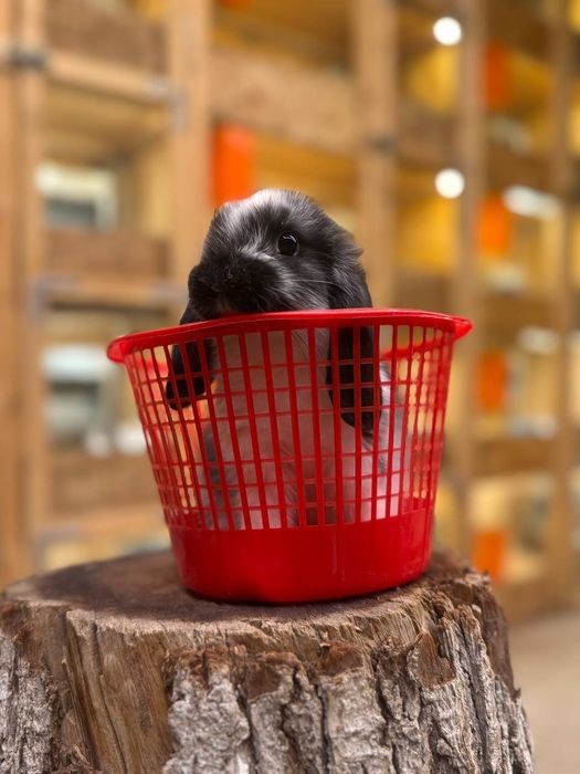 Dekorativ quyon bolalari sotiladi,Karlik baran mini quyonlar