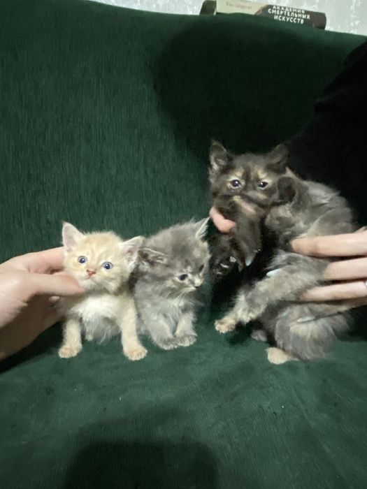 Котята в хорошие руки отдам