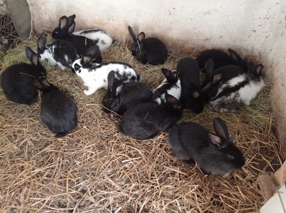 Iepuroaice gestante și pui de 2-3 luni de vânzare