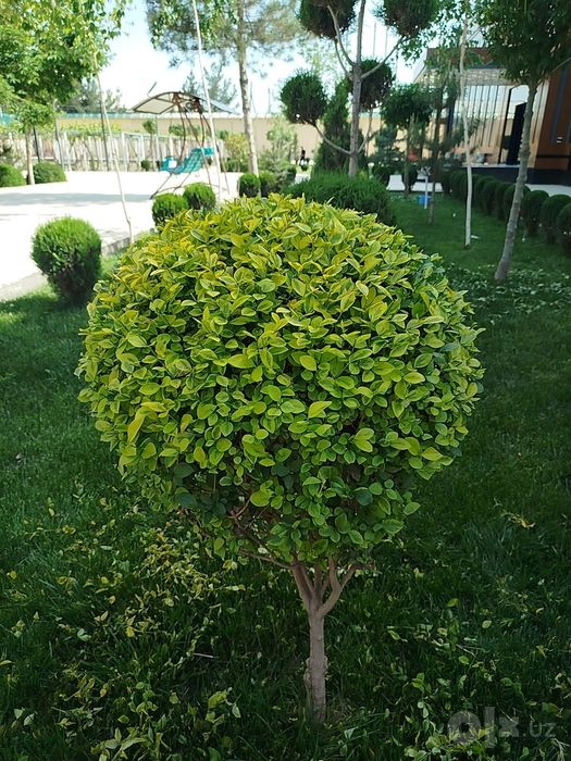 Archa kesish xizmati