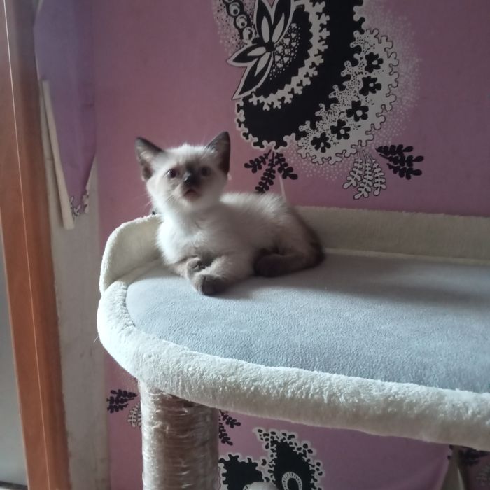 Отдам котят в надёжные, добрые руки.