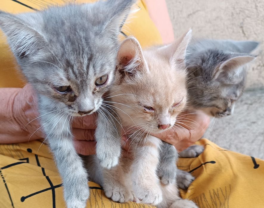 Отдам в хорошие руки