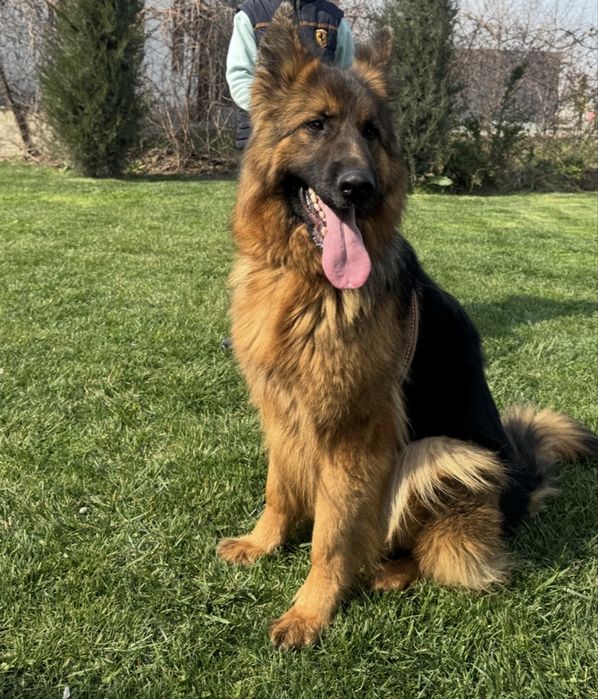 Afcharka qiz bola kuchuk