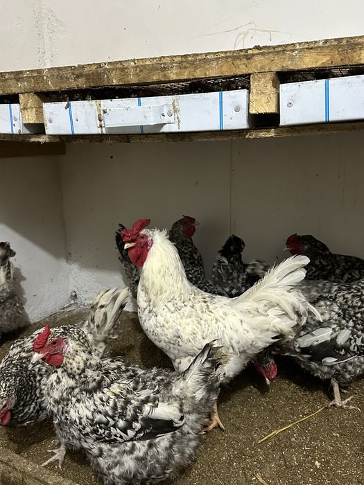 Продам петушков пушкинская порода