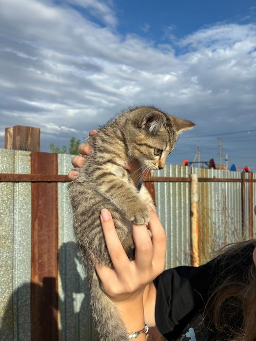 Отдам котят в добрые руки