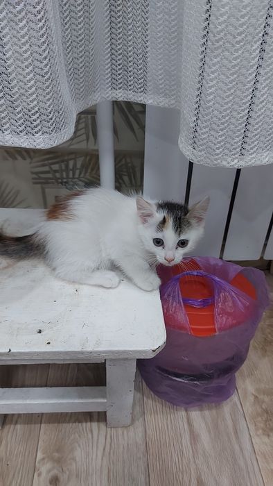 Домашние животные