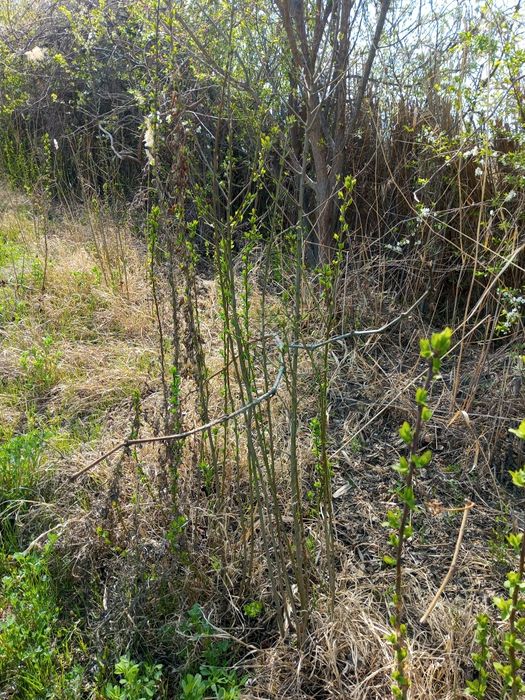 Кароли ва гилос Олма нихоллари сотилади 2 -3 йиллик нихоллар