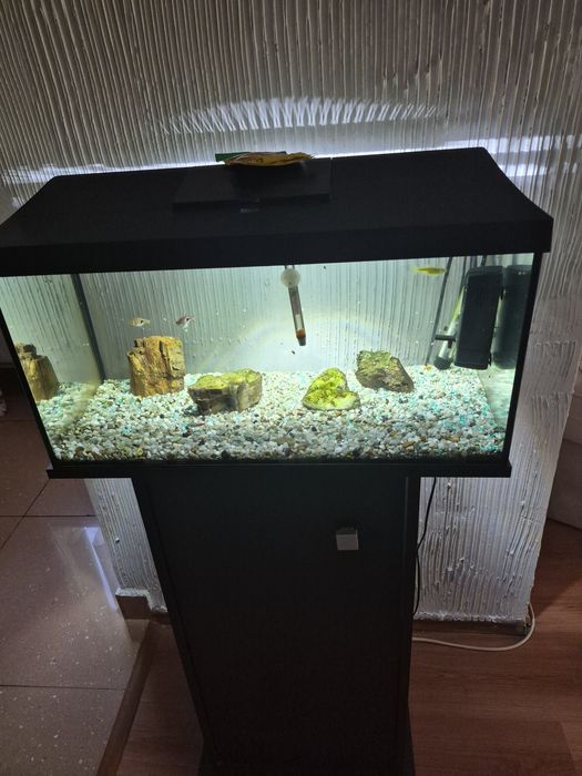 Acvariu cu mobilier si pestisori