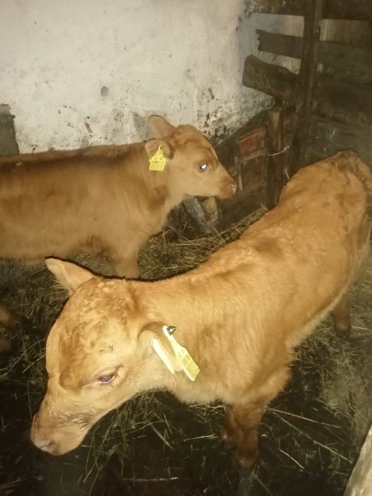 Продаются телята