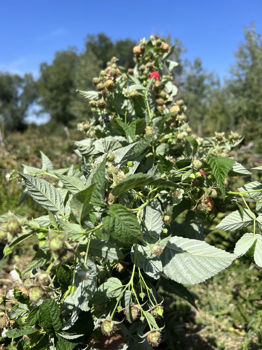 Продам саженцы малины бабье лето