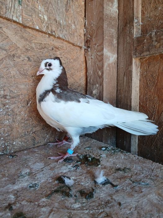 Porumbei de vânzare