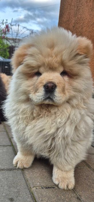 Chow chow mascul crem