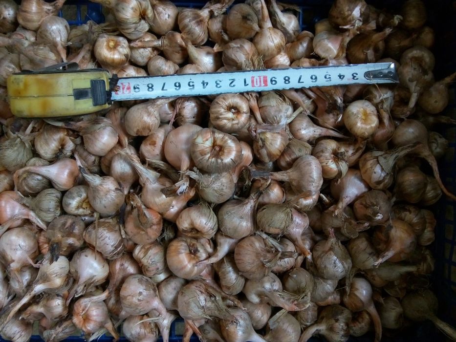 Продавам луковици шафран