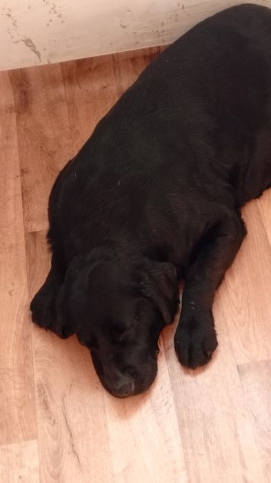 Лабрадор девочка .