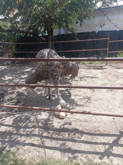 Oua de strut  proaspete