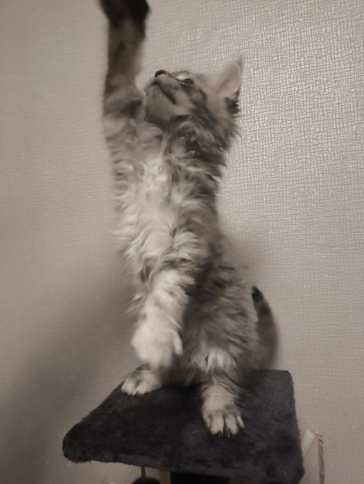 Мейнкун котятки.Милые девочки.