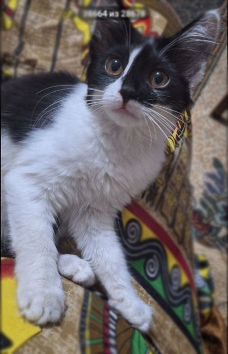 Black & White Elegance, здорова, ухожена, лоток +.