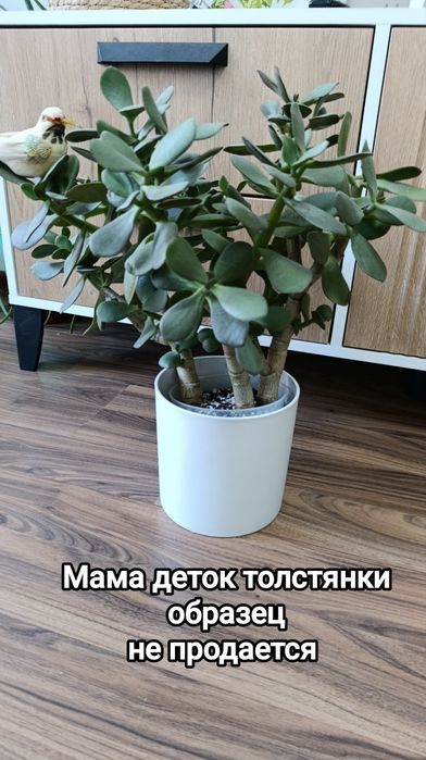 Комнатные растения разные