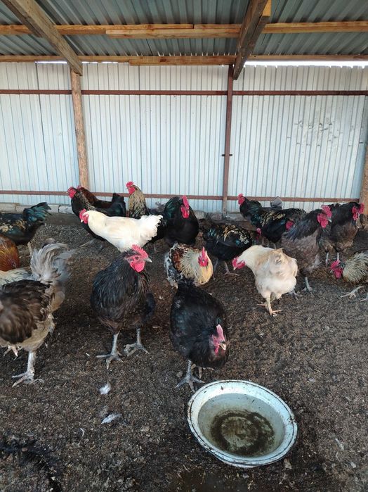 Крупные, молодые петушки