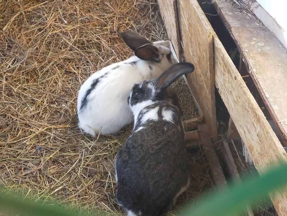 Крольчата  продам