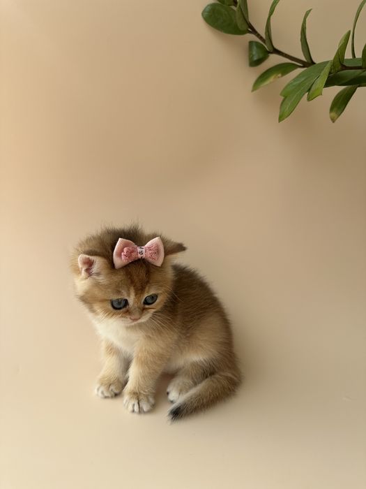 Британский котенок окрас Шиншилла