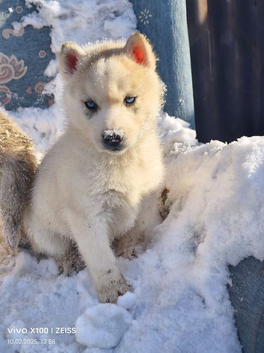 Очаровательные щенки сибирской хаски.