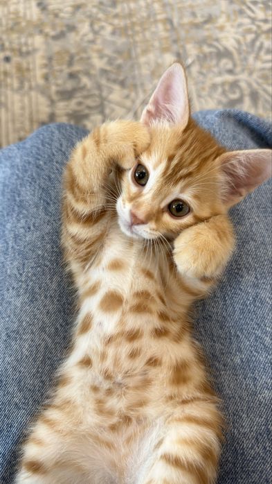 Котенок британец