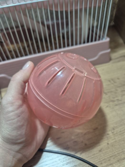 Джунгарский хомяк (белый)