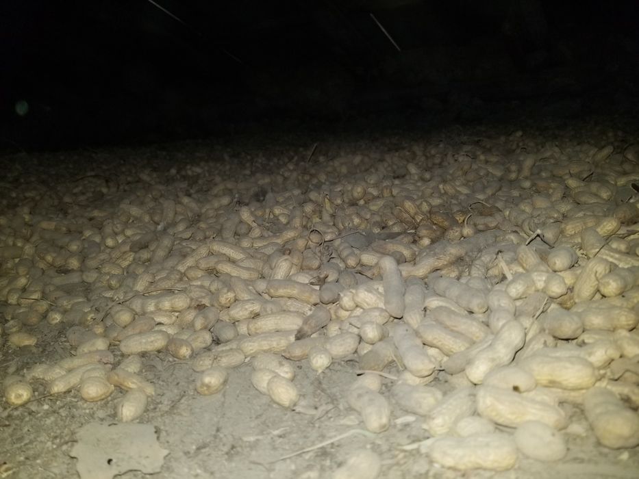 Yer yonģoq  sotamiz Арахис  продам