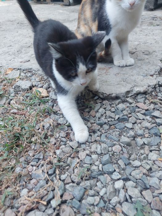 Отдам котёнка в хорошие руки