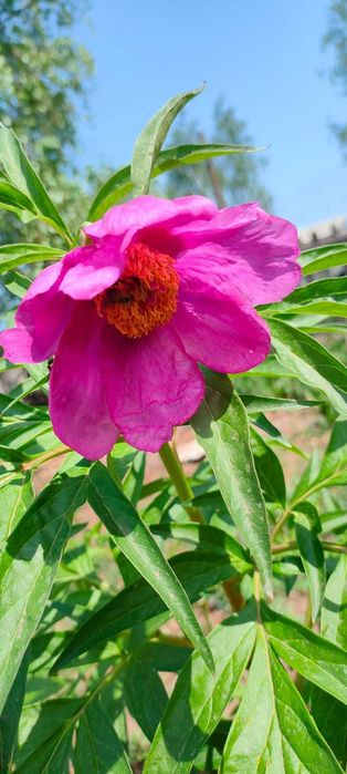 Пион Марьин корень