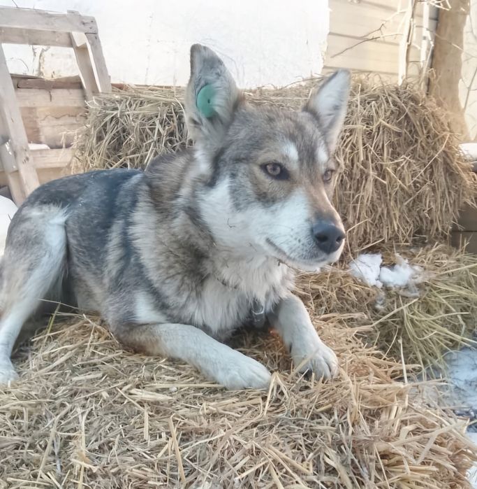 Собака в Алматы ищет дом. Стерилизованная девочка возраст 1 год. Небол