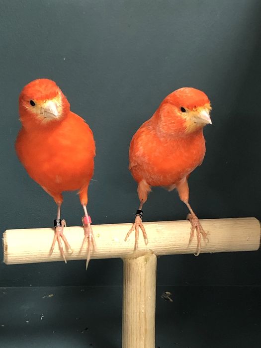 Пара канареек (самка + самец)