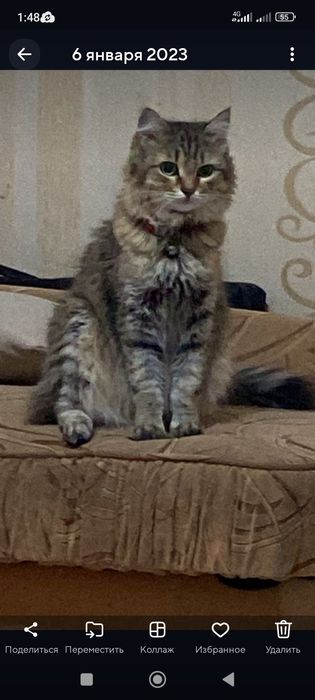 Кошка Сибирская с документами