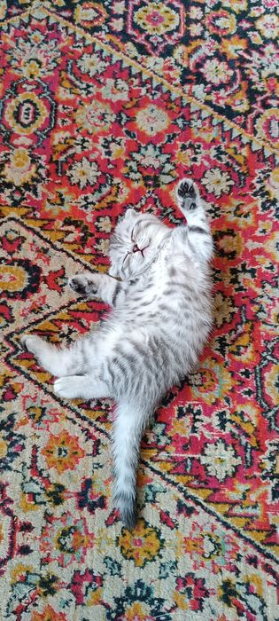 Котята шотландцы