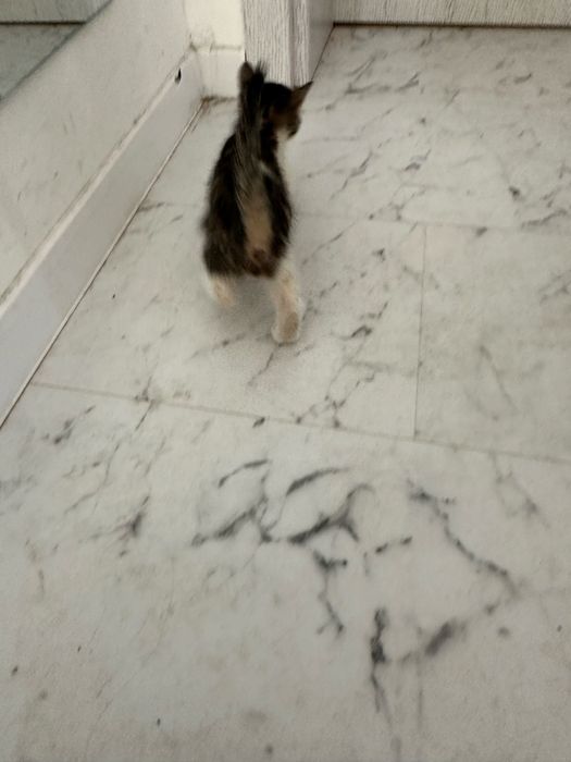 Подарявам малко котенце