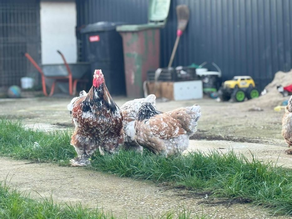 Brahma hd hda columbia bobat portelan