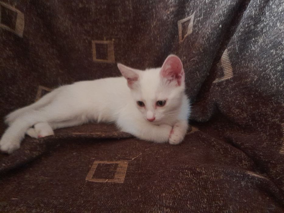 Ofer spre adoptie  o pisicuta