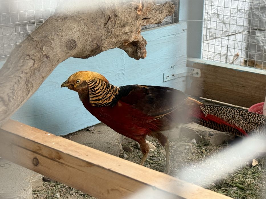 золотой  фазан ва  кавказский фазан