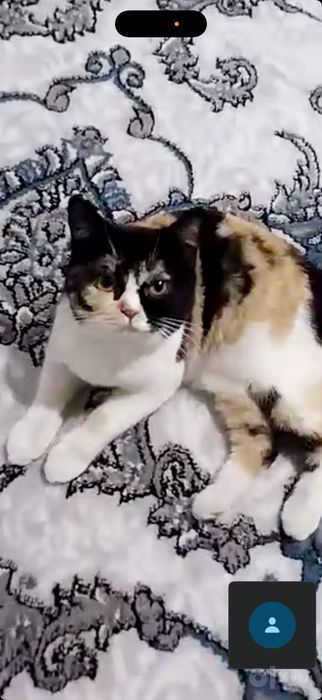 Мушук киз бола тугмаган йош