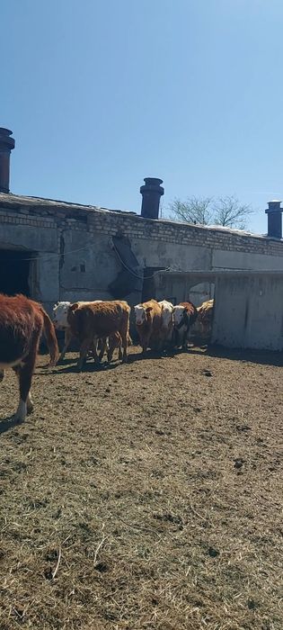 Ургашы баспактар сатылады