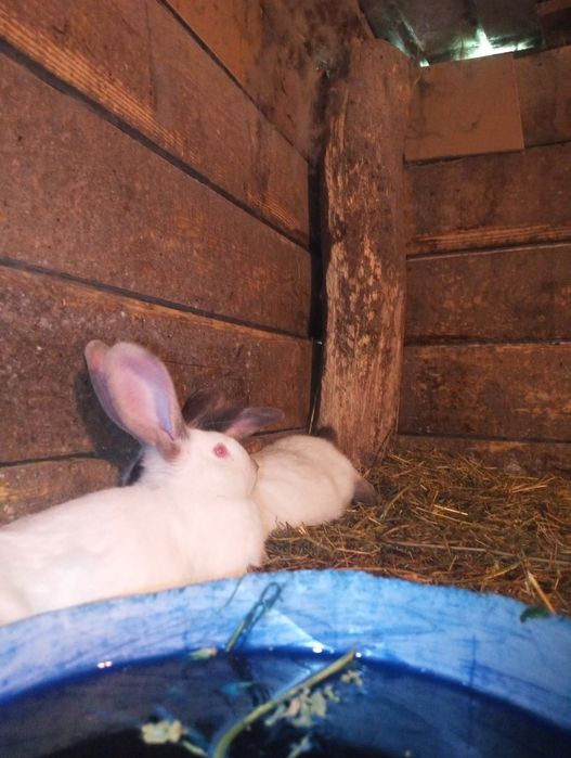 Vând iepuri sănătoși și bine îngrijiți .

- Iepuri de 5 luni – 120 lei/bucată
- Iepuri de 2,5 luni – 70 lei/bucată

Sunt crescuți în gospodărie, hrăn