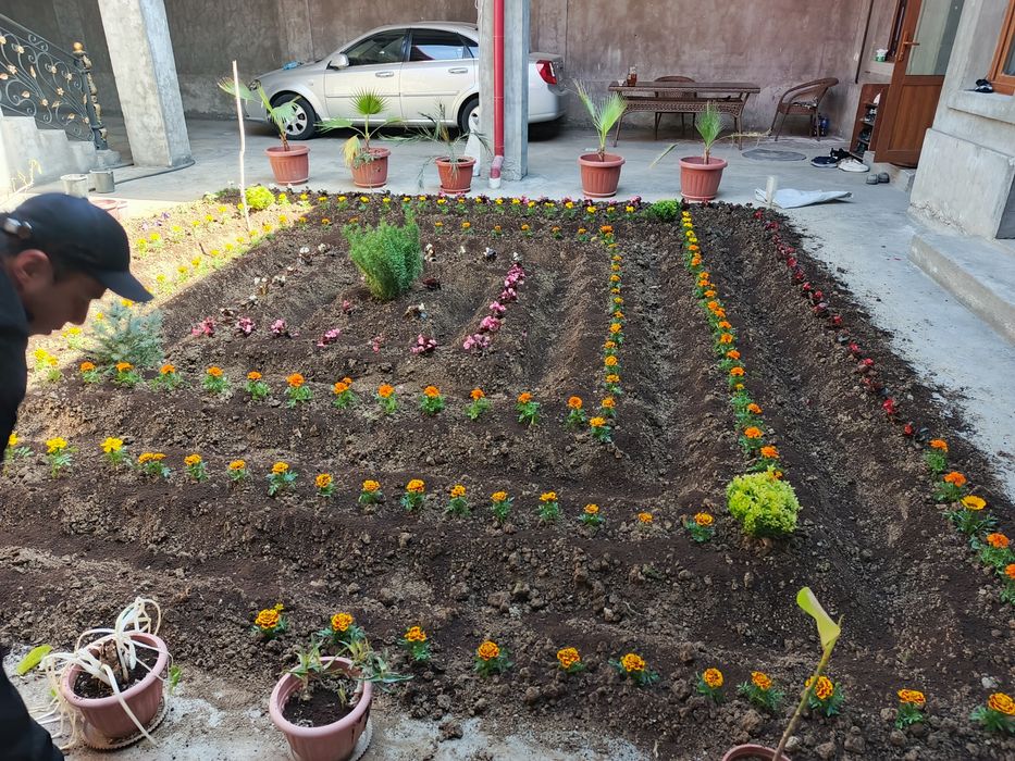 Gul va archa gazon ekish mevali darxtlar  ekish xizmati