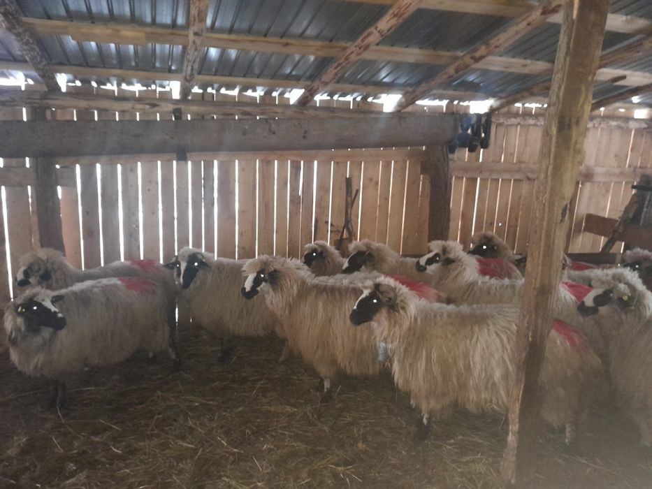 Disponibile 21 de oi