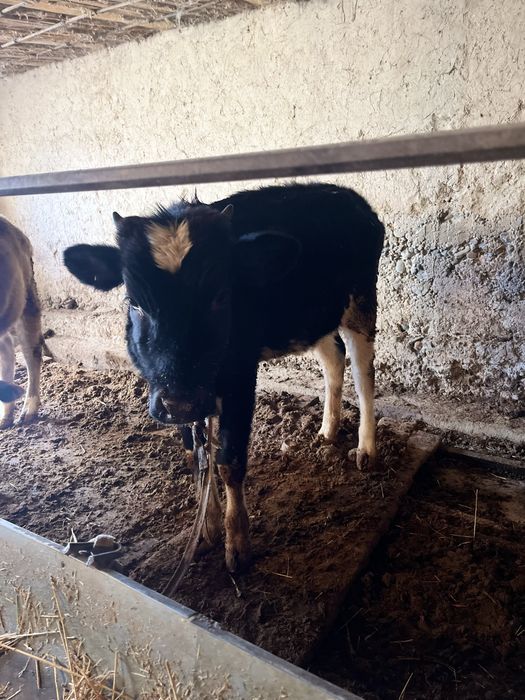 Теоенок оба один год