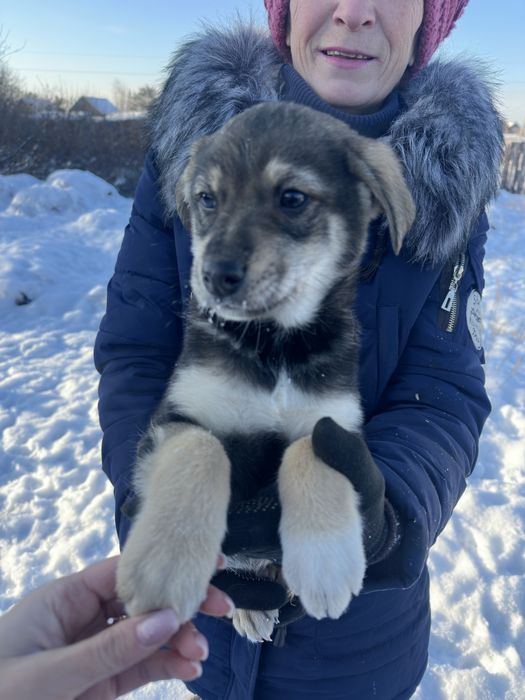 Мальчик щенок вакцинированый