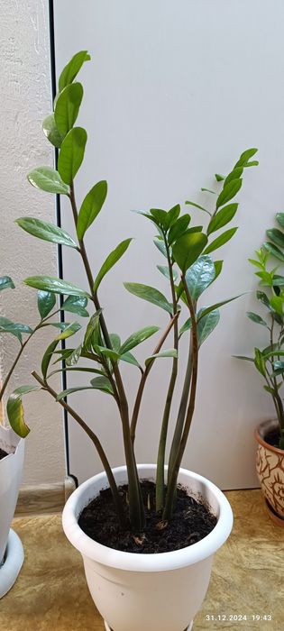 Домашние цветы,ухоженные